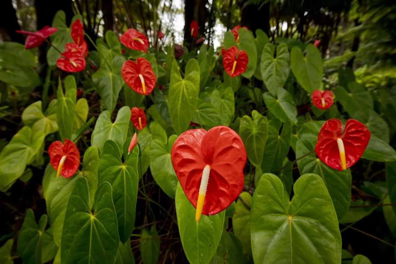 Hale 'Ohu Bed & Breakfast Volcano